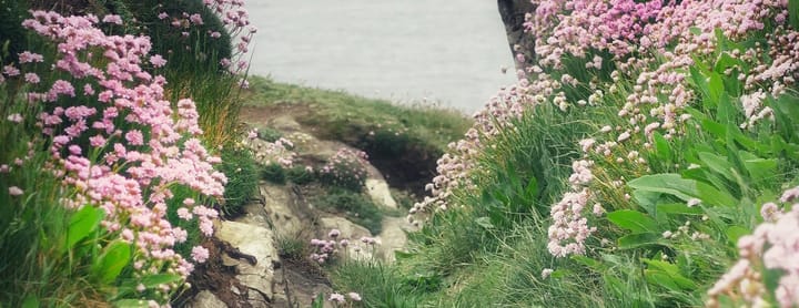 Poems for July